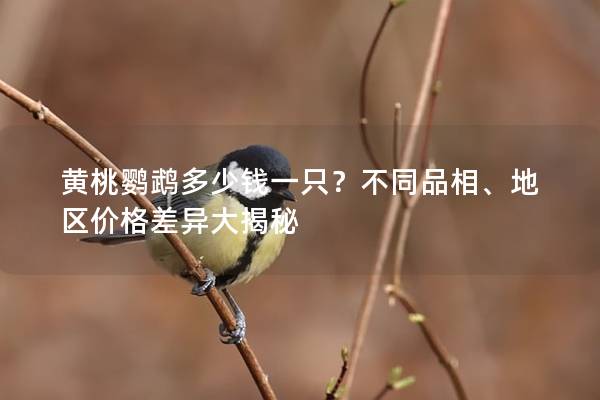 黄桃鹦鹉多少钱一只？不同品相、地区价格差异大揭秘
