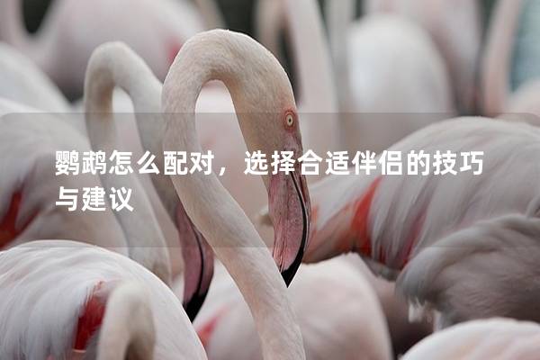 鹦鹉怎么配对，选择合适伴侣的技巧与建议