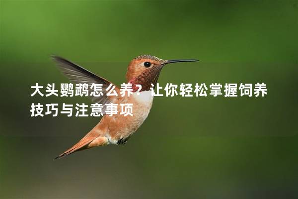 大头鹦鹉怎么养？让你轻松掌握饲养技巧与注意事项