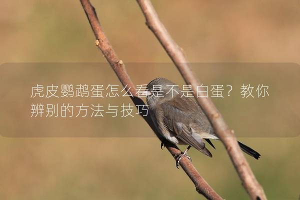 虎皮鹦鹉蛋怎么看是不是白蛋？教你辨别的方法与技巧