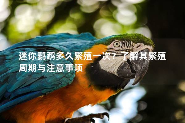 迷你鹦鹉多久繁殖一次？了解其繁殖周期与注意事项