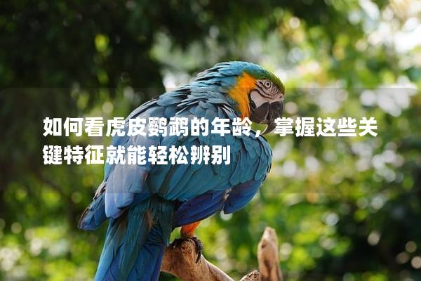 如何看虎皮鹦鹉的年龄，掌握这些关键特征就能轻松辨别