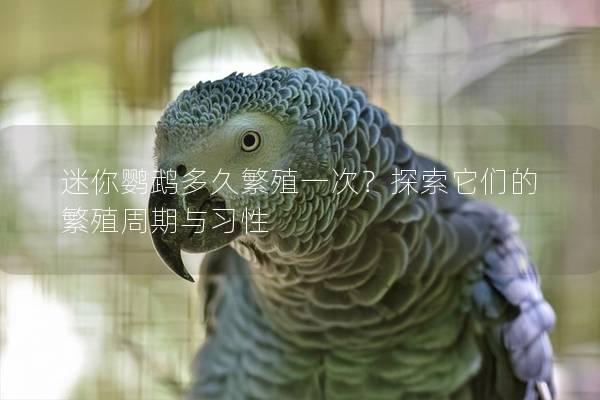 迷你鹦鹉多久繁殖一次？探索它们的繁殖周期与习性