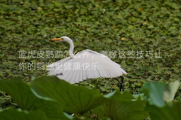 蓝虎皮鹦鹉怎么养，掌握这些技巧让你的鹦鹉更健康快乐