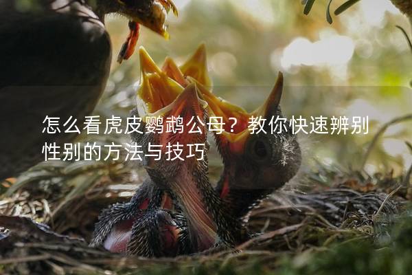 怎么看虎皮鹦鹉公母？教你快速辨别性别的方法与技巧