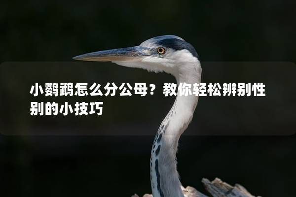 小鹦鹉怎么分公母？教你轻松辨别性别的小技巧