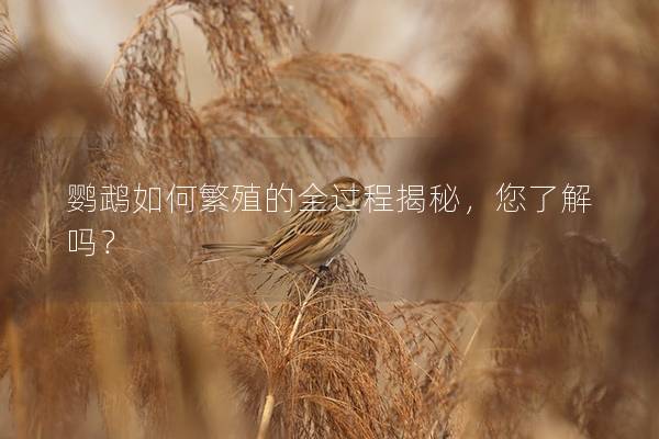 鹦鹉如何繁殖的全过程揭秘，您了解吗？