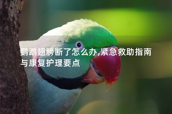 鹦鹉翅膀断了怎么办,紧急救助指南与康复护理要点