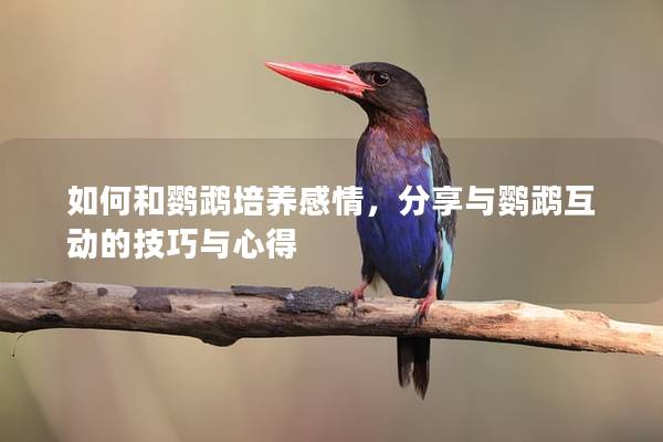 如何和鹦鹉培养感情，分享与鹦鹉互动的技巧与心得