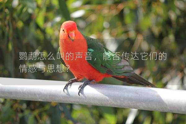 鹦鹉怎么叫的声音，能否传达它们的情感与思想？
