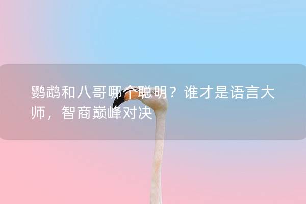 鹦鹉和八哥哪个聪明？谁才是语言大师，智商巅峰对决