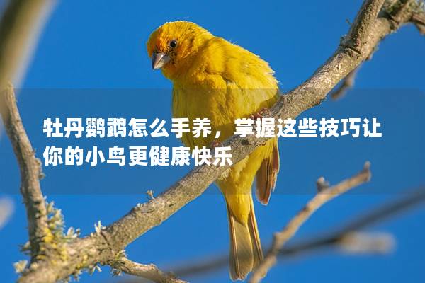 牡丹鹦鹉怎么手养，掌握这些技巧让你的小鸟更健康快乐