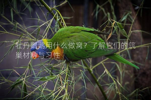牡丹鹦鹉用什么做窝？了解它们的筑巢材料与习性