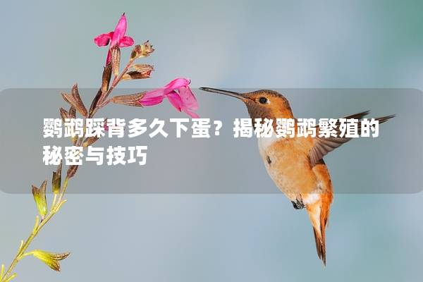 鹦鹉踩背多久下蛋？揭秘鹦鹉繁殖的秘密与技巧