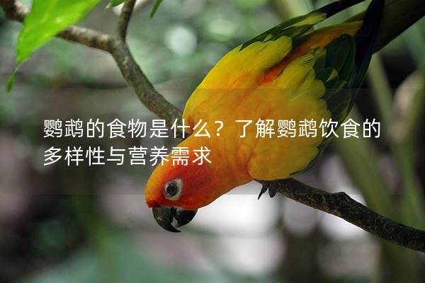 鹦鹉的食物是什么？了解鹦鹉饮食的多样性与营养需求