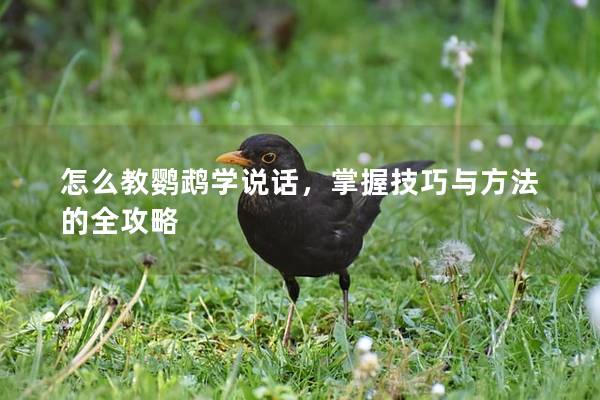 怎么教鹦鹉学说话，掌握技巧与方法的全攻略