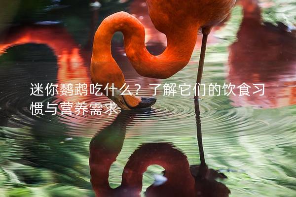 迷你鹦鹉吃什么？了解它们的饮食习惯与营养需求