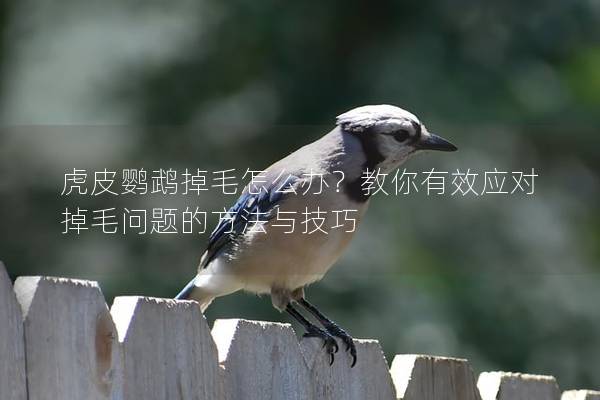 虎皮鹦鹉掉毛怎么办？教你有效应对掉毛问题的方法与技巧