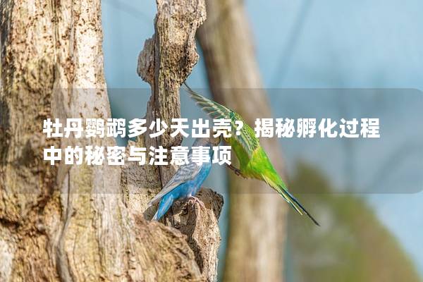 牡丹鹦鹉多少天出壳？揭秘孵化过程中的秘密与注意事项