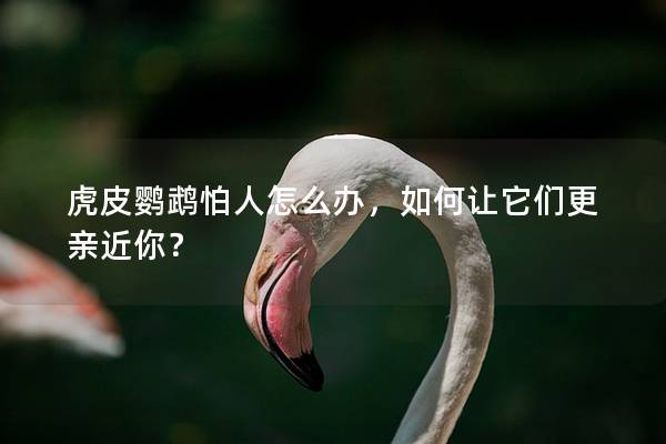 虎皮鹦鹉怕人怎么办，如何让它们更亲近你？