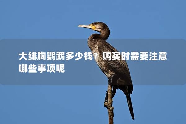 大绯胸鹦鹉多少钱？购买时需要注意哪些事项呢