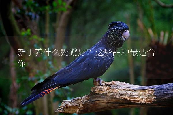新手养什么鹦鹉好？这些品种最适合你