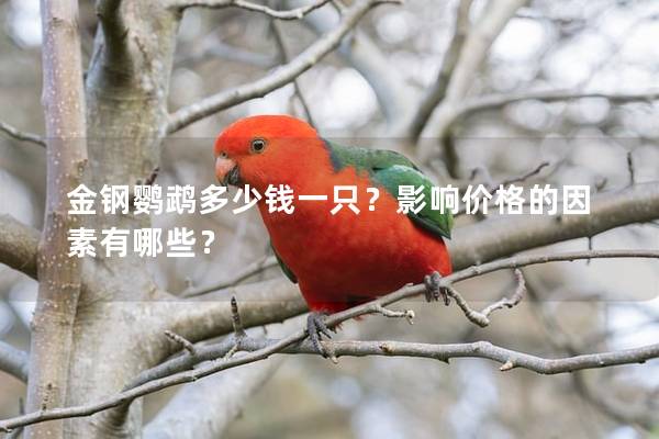 金钢鹦鹉多少钱一只？影响价格的因素有哪些？
