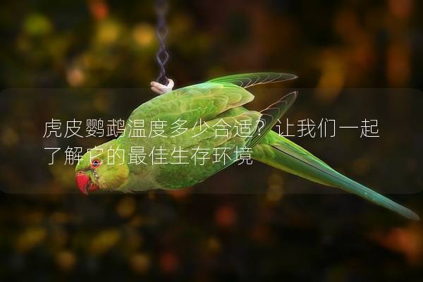 虎皮鹦鹉温度多少合适？让我们一起了解它的最佳生存环境