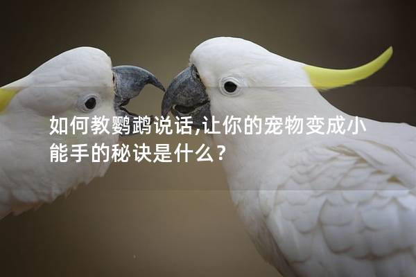 如何教鹦鹉说话,让你的宠物变成小能手的秘诀是什么？