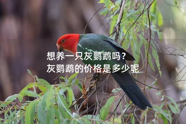 想养一只灰鹦鹉吗？ 灰鹦鹉的价格是多少呢