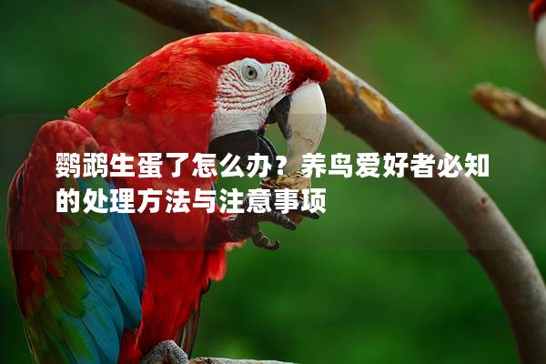 鹦鹉生蛋了怎么办？养鸟爱好者必知的处理方法与注意事项