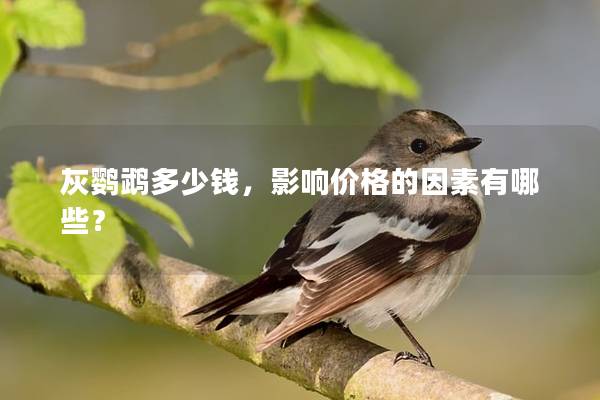 灰鹦鹉多少钱，影响价格的因素有哪些？