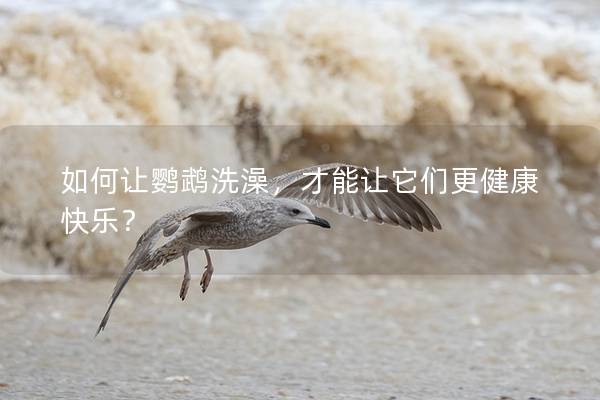 如何让鹦鹉洗澡，才能让它们更健康快乐？
