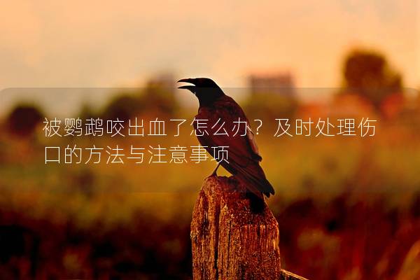 被鹦鹉咬出血了怎么办？及时处理伤口的方法与注意事项