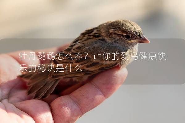 牡丹鹦鹉怎么养？让你的爱鸟健康快乐的秘诀是什么