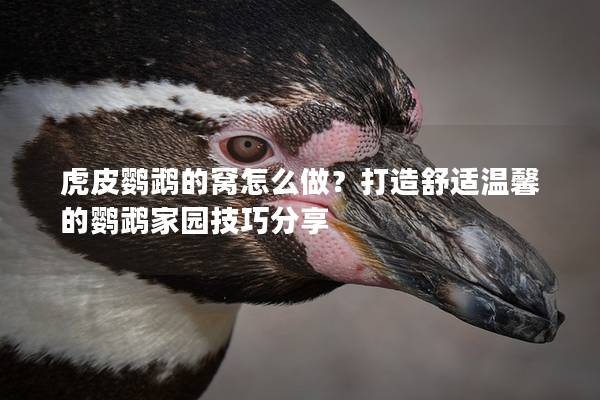 虎皮鹦鹉的窝怎么做？打造舒适温馨的鹦鹉家园技巧分享