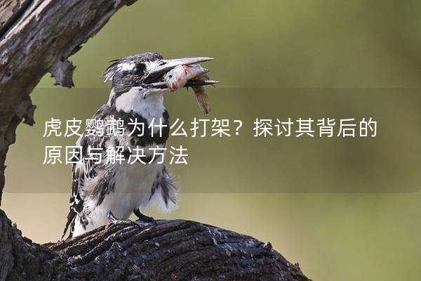 虎皮鹦鹉为什么打架？探讨其背后的原因与解决方法