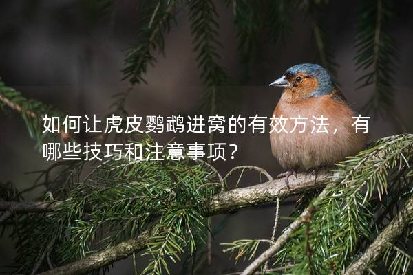如何让虎皮鹦鹉进窝的有效方法，有哪些技巧和注意事项？