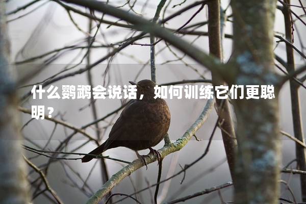 什么鹦鹉会说话，如何训练它们更聪明？