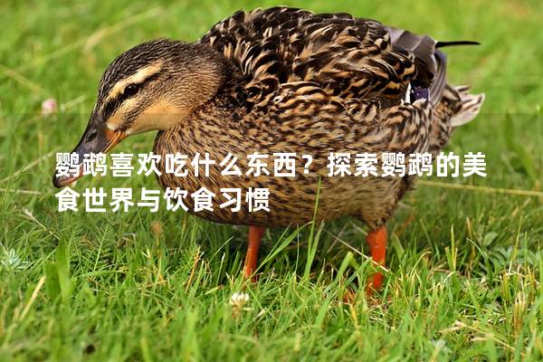 鹦鹉喜欢吃什么东西？探索鹦鹉的美食世界与饮食习惯