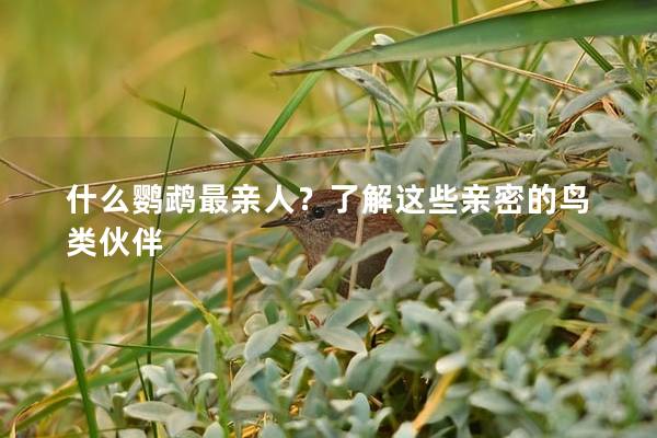 什么鹦鹉最亲人？了解这些亲密的鸟类伙伴