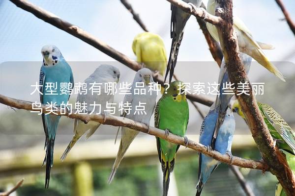 大型鹦鹉有哪些品种？探索这些美丽鸟类的魅力与特点