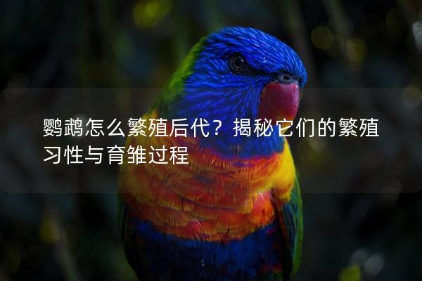 鹦鹉怎么繁殖后代？揭秘它们的繁殖习性与育雏过程