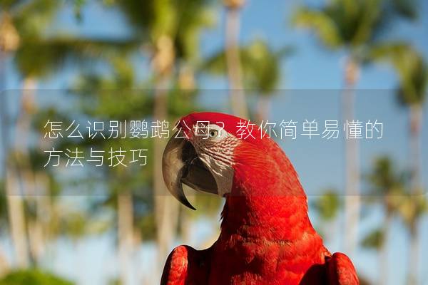 怎么识别鹦鹉公母？教你简单易懂的方法与技巧