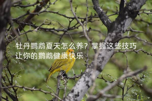 牡丹鹦鹉夏天怎么养？掌握这些技巧让你的鹦鹉健康快乐