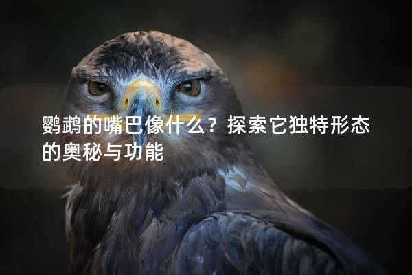 鹦鹉的嘴巴像什么？探索它独特形态的奥秘与功能