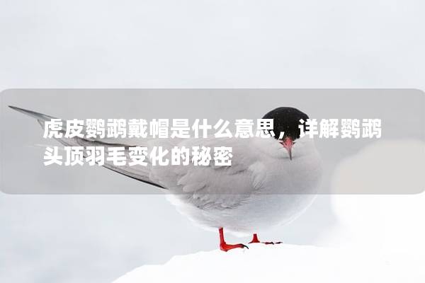 虎皮鹦鹉戴帽是什么意思，详解鹦鹉头顶羽毛变化的秘密