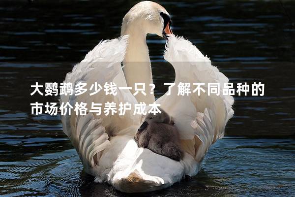 大鹦鹉多少钱一只？了解不同品种的市场价格与养护成本