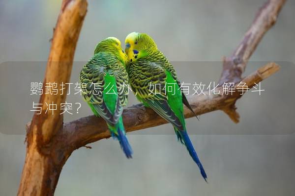 鹦鹉打架怎么办，如何有效化解争斗与冲突？
