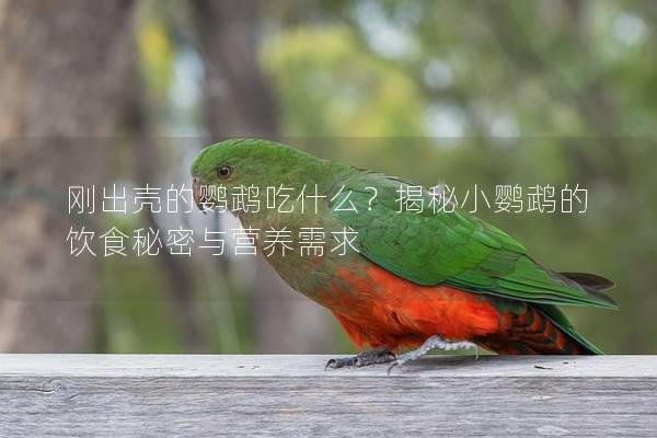 刚出壳的鹦鹉吃什么？揭秘小鹦鹉的饮食秘密与营养需求